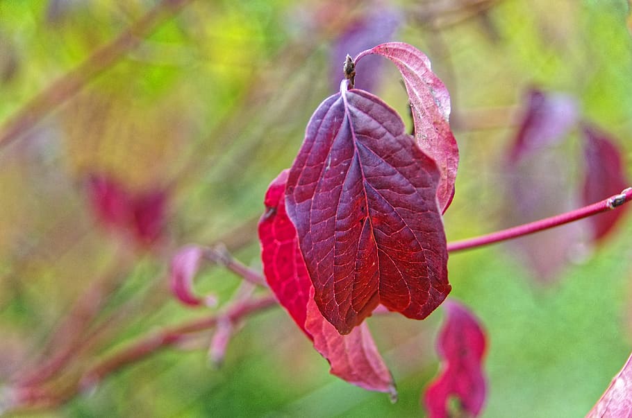 leaf, red, fall, dogwood, red leaf, autumn leaves, red color HD wallpaper