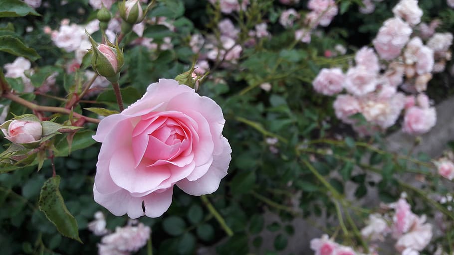 rose, flower, white rose, red rose, flowers, roses, tender rose, HD wallpaper