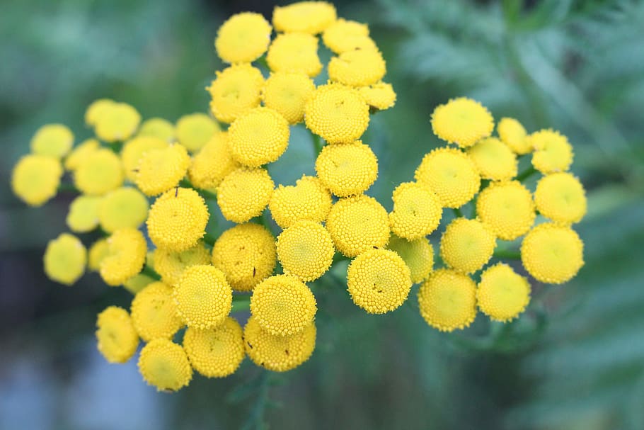 Flower, Circle, Yellow, Nature, growth, plant, fragility, freshness HD wallpaper