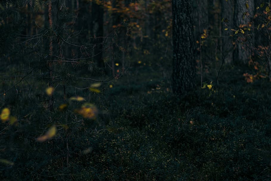 trees on grass field, woodland, forest, dark, leaves, plant HD wallpaper