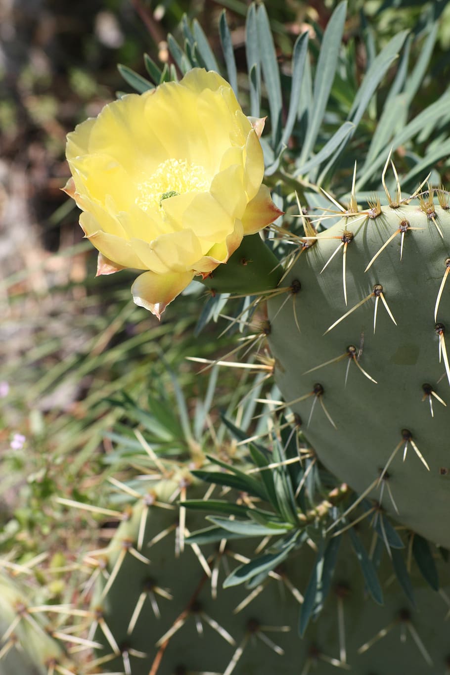 cactus, provence, nature, spring, flower, beauty in nature HD wallpaper