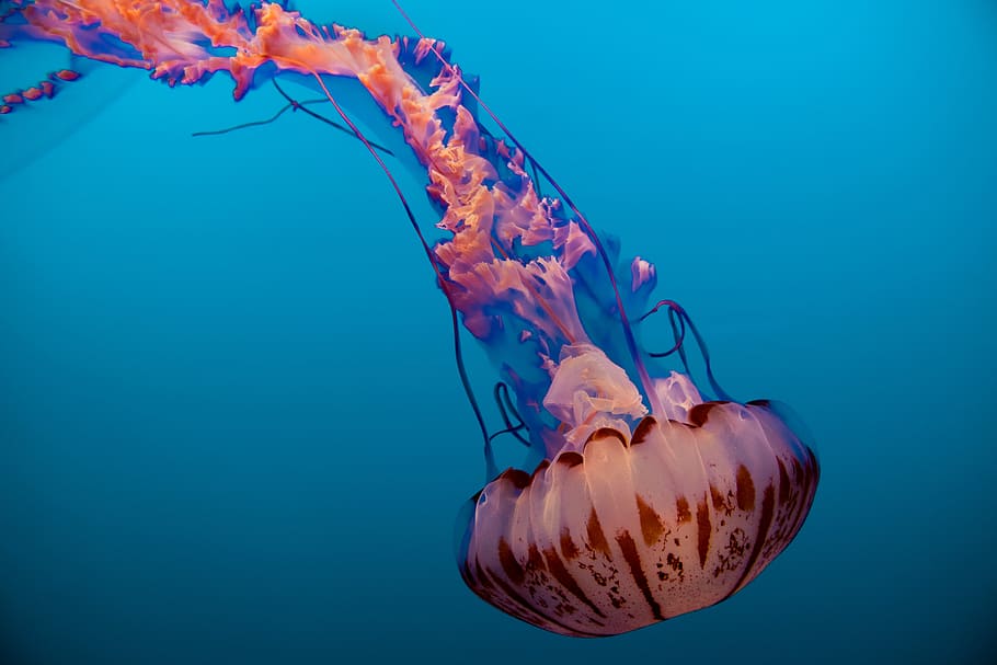 photo of brown and blue jellyfish, pink jellyfish, jelly fish