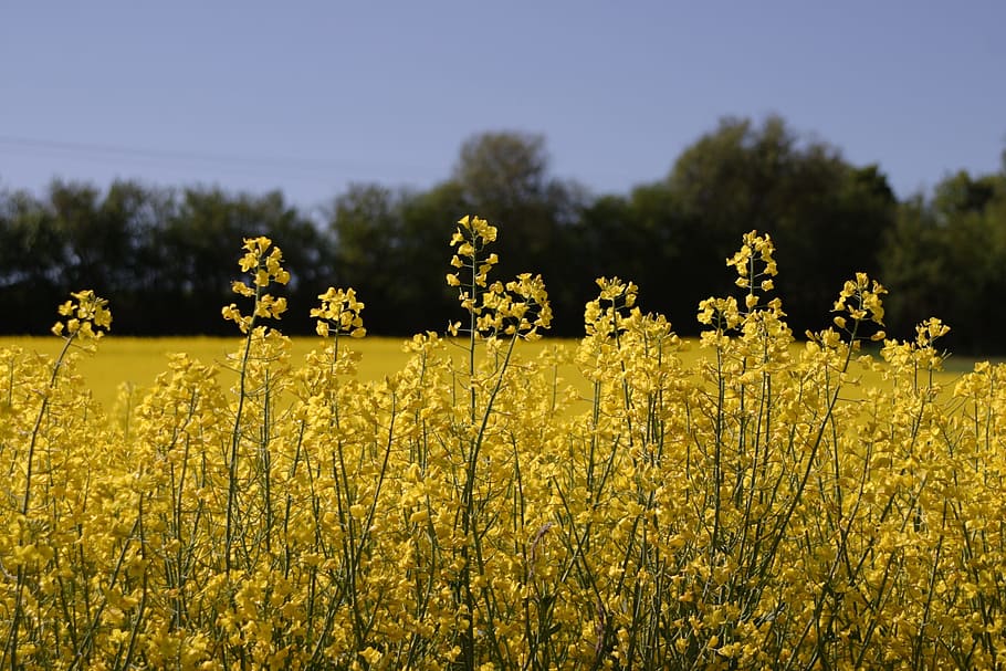 oilseed rape, landscape, spring, plant, rare plant, summer HD wallpaper