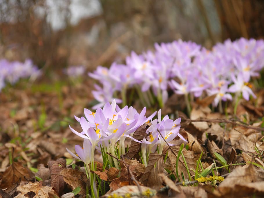 spring, crocus, purple, blossom, bloom, nature, spring flower HD wallpaper