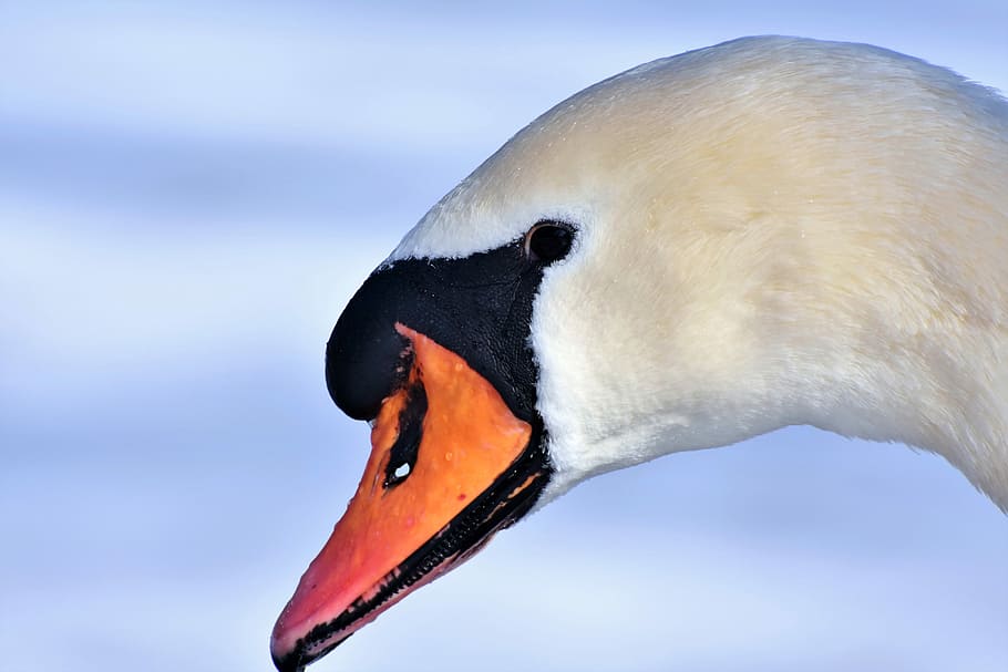 close-up photography of white swan, water bird, schwimmvogel, HD wallpaper