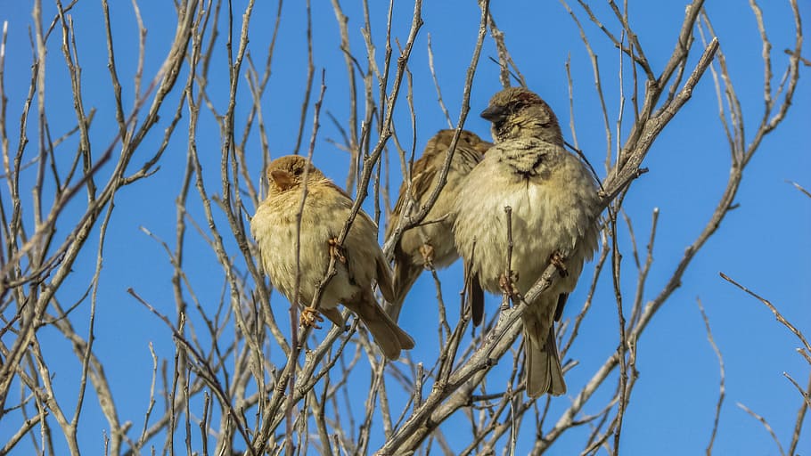 Sparrows, Tree, Bird, Wildlife, Nature, branch, animal, fauna HD wallpaper