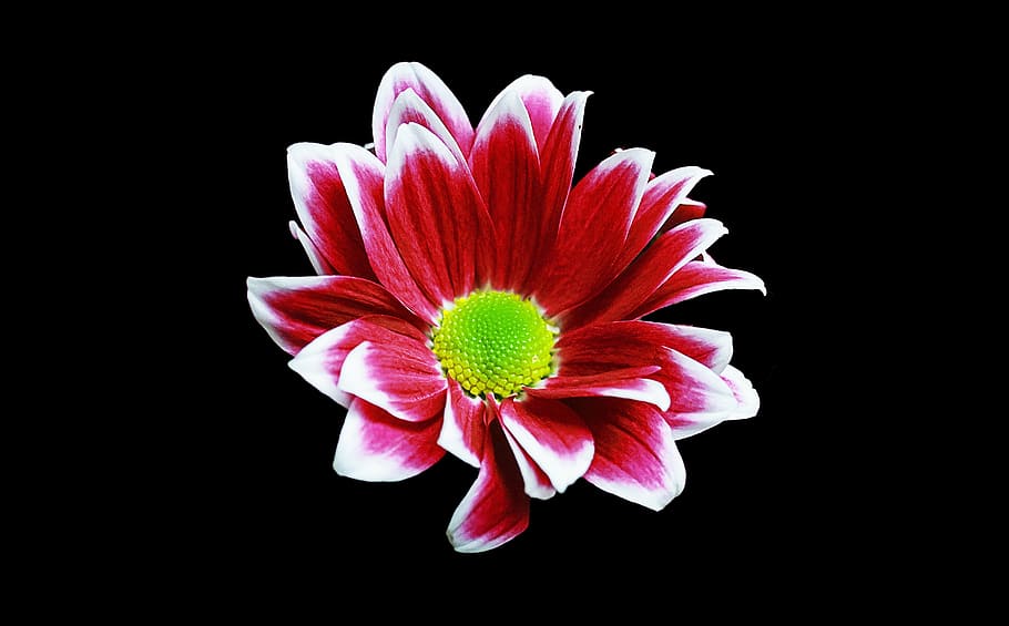 red petaled flower, margriet, background, spring, creative HD wallpaper