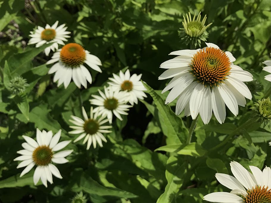 flowers, summer, white, flowering plant, growth, fragility HD wallpaper