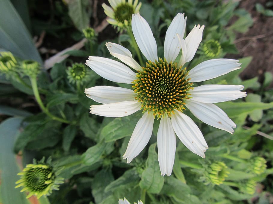 flower, spring, white, plant, bloom, nature, fragility, petal HD wallpaper