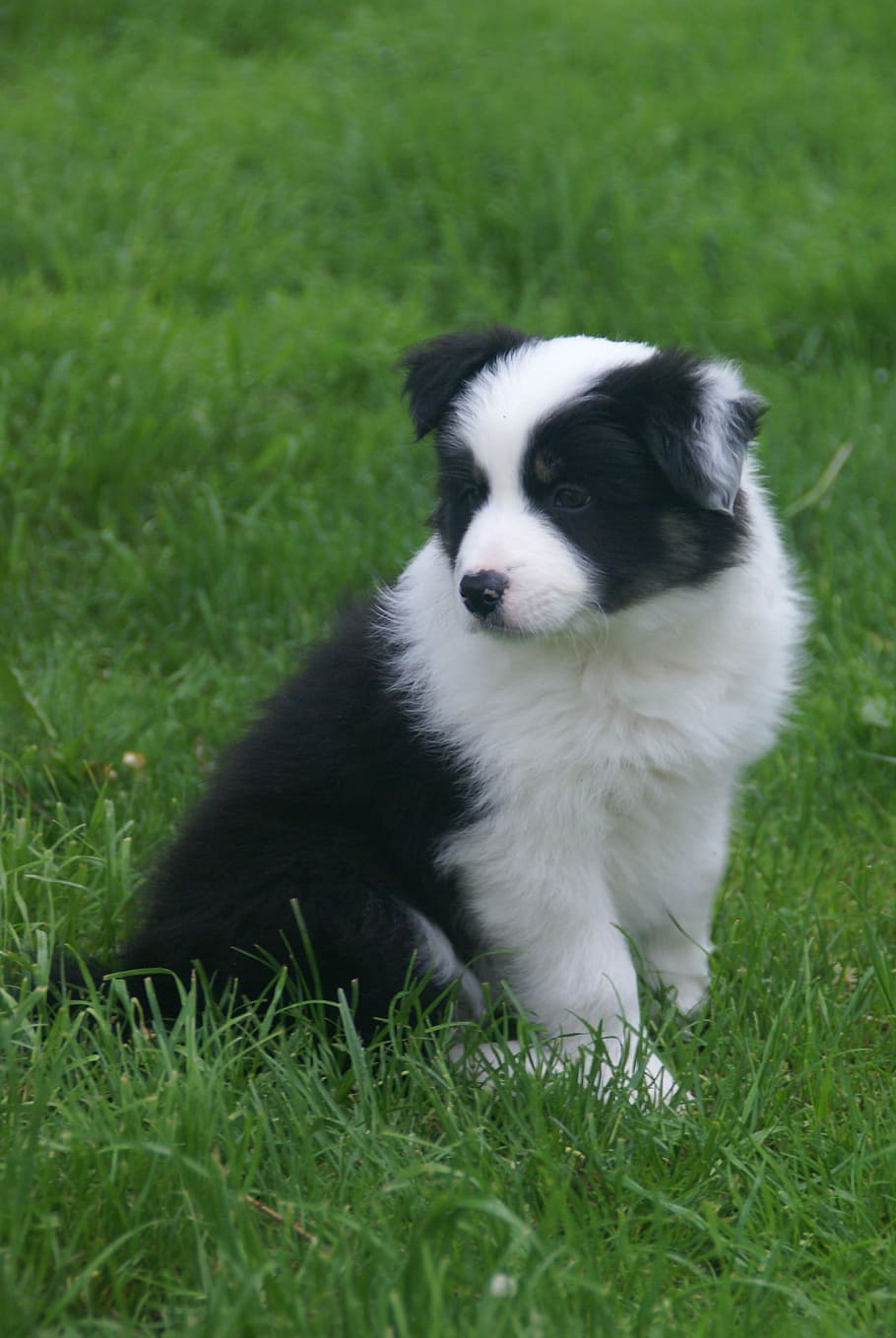 Puppy, Collie, Dog, grass, pets, one animal, domestic animals HD wallpaper