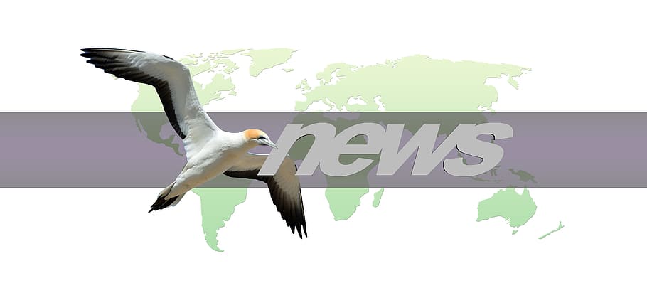 news text, continents, earth, bird, globe, world, press, newspaper HD wallpaper