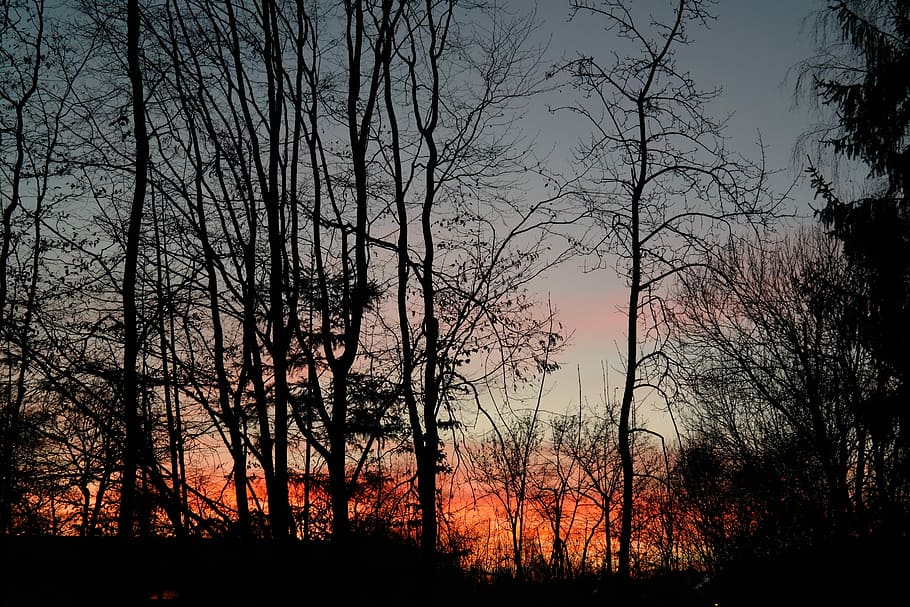 Tree Trunks, Sunset, Afterglow, trees, evening sky, clouds, HD wallpaper