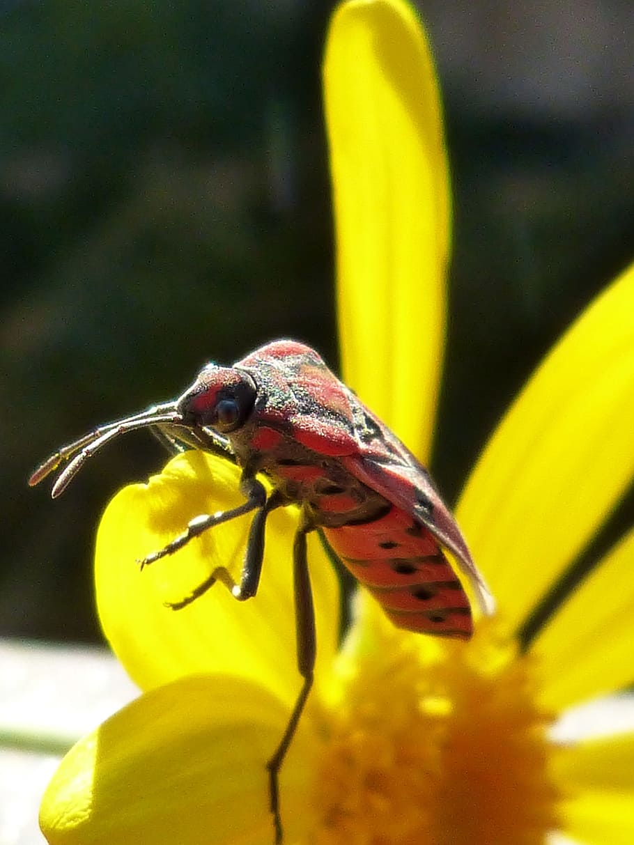 bug, insect, red, libar, daisy, yellow flower, invertebrate HD wallpaper