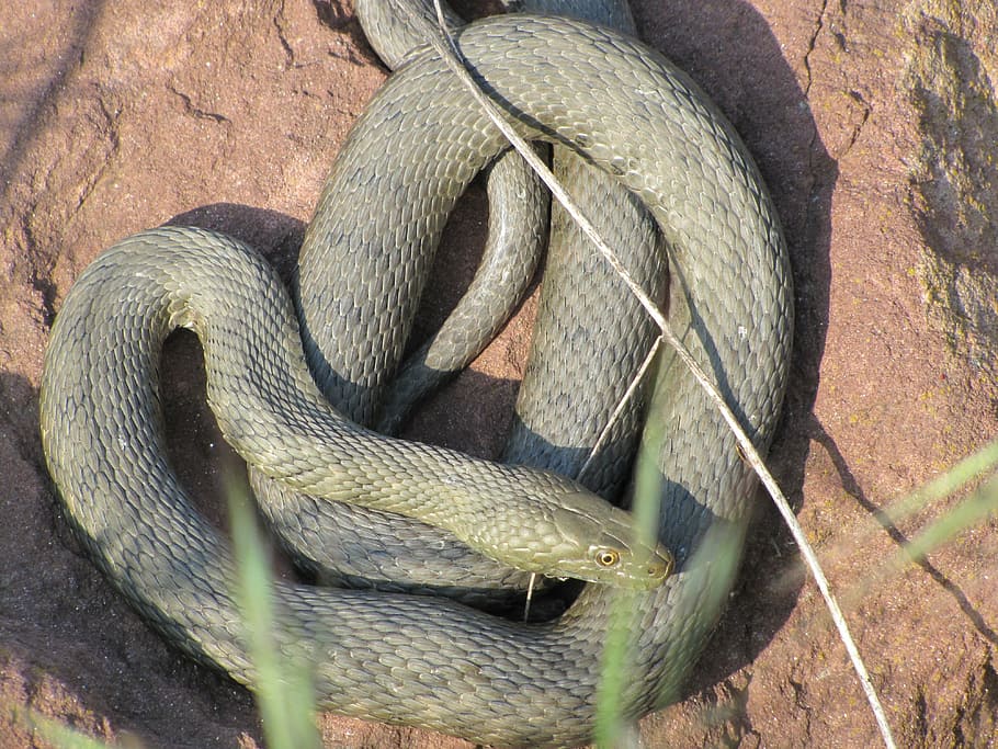 snake, cable car, relax, at the same time, reptile, animal themes HD wallpaper