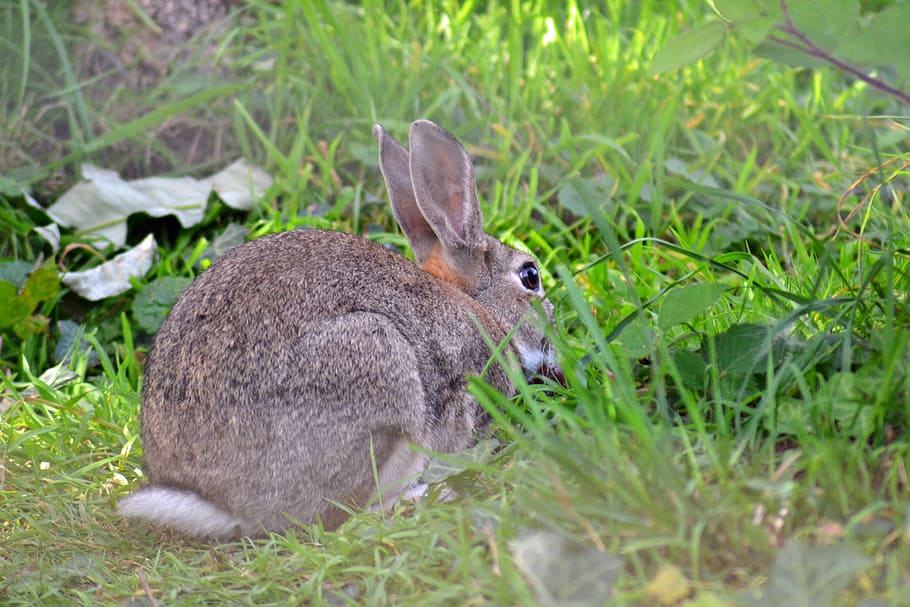 rabbit, wild, european, oryctolagus cuniculus, adult, mammal