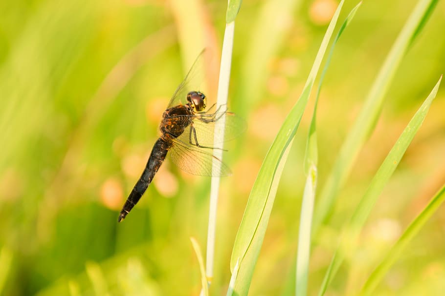 insect, nature, grass, macro, natural, forest, animal, garden HD wallpaper