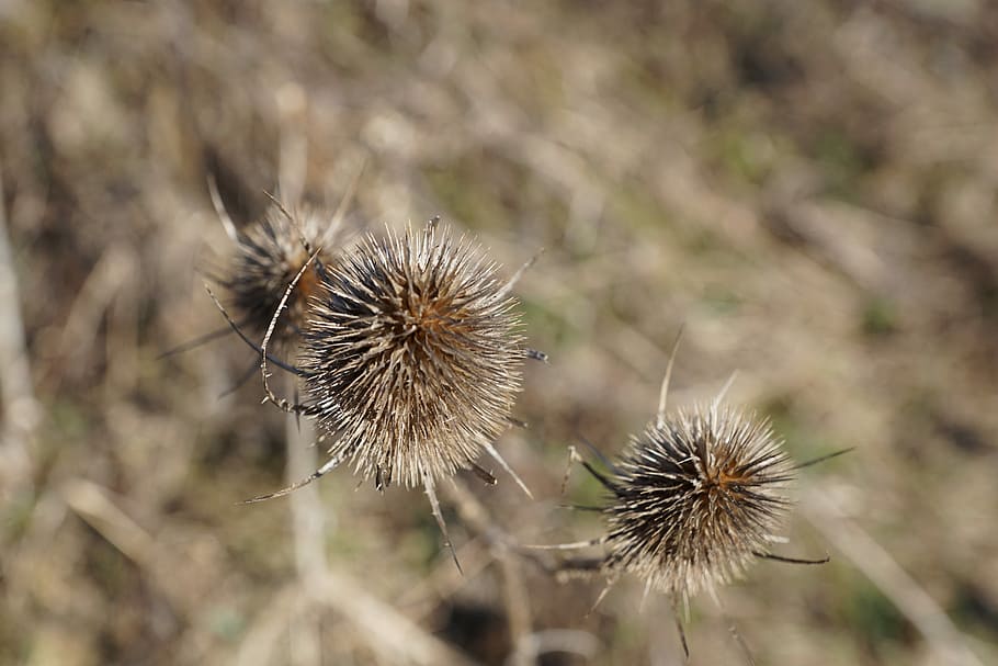 Plant, Nature, Flower, thistle, fragility, flower head, focus on foreground HD wallpaper