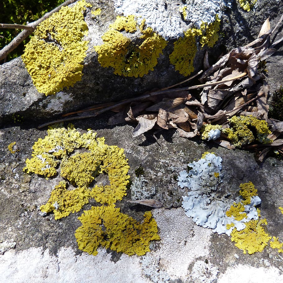 Lichen, Macro, Nature, Foam, pierre, yellow, close-up, no people HD wallpaper