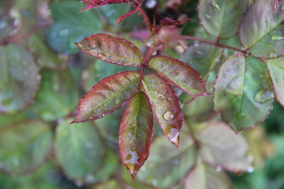 nature, rain, plant part, leaf, growth, close-up, green color HD wallpaper