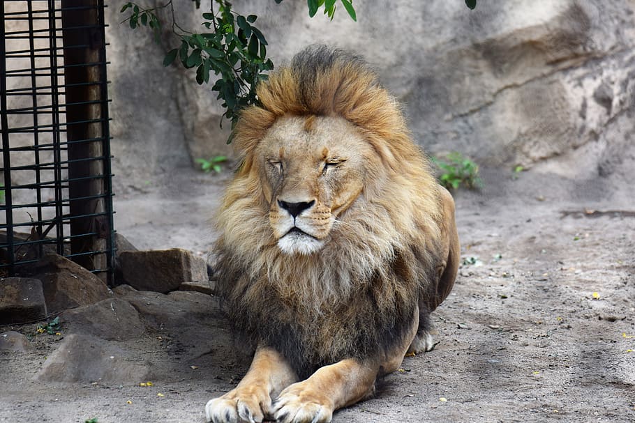 brown lion, animal, male, wild animal, big cat, zoo, wildlife park, HD wallpaper
