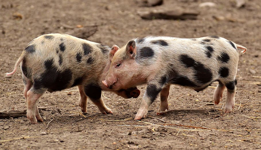 two pigs, piglet, small pigs, mini, cute, sweet, funny, play HD wallpaper