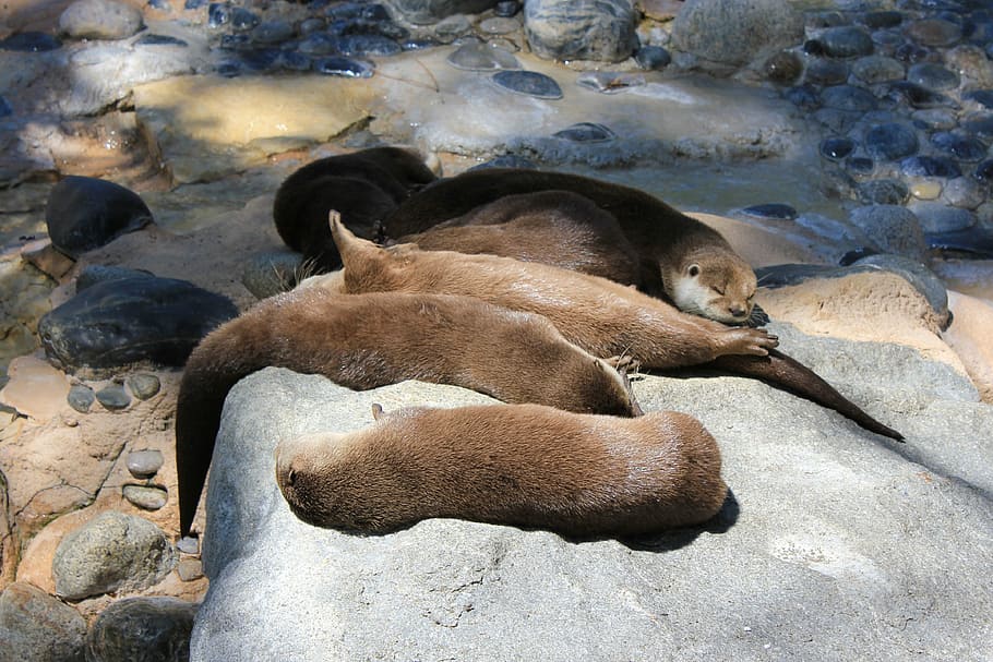 otters, animals, nap, tan, sleep, sloth, rest, zoo, cute, fur HD wallpaper