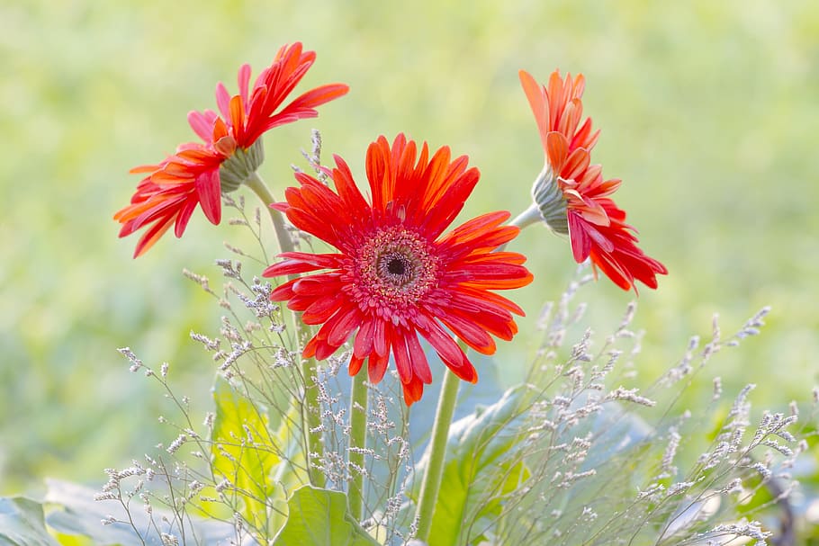 Gerbera, Garden, Spring, Petals, gerbera daisy, nature, flowers HD wallpaper