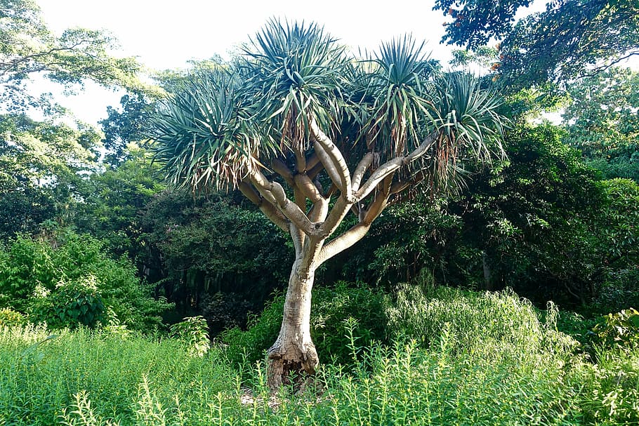 botanical, tree, banksia, natural, garden, nature, growth, day