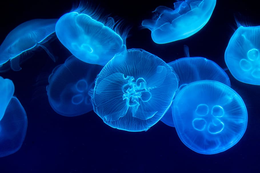closeup photography of swarm of jellyfish, Jellyfish, sea, blue