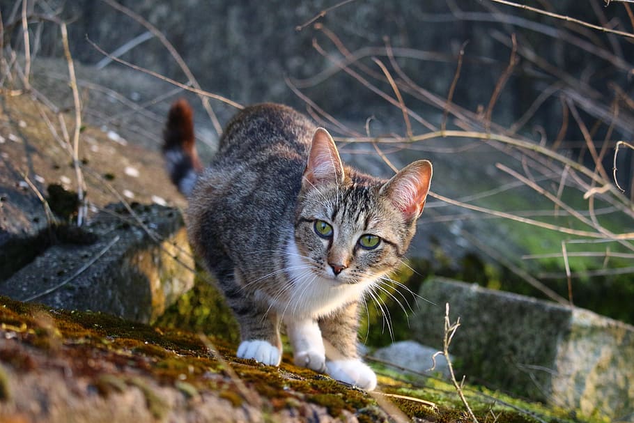 cat, kitten, mieze, young cat, domestic cat, mackerel, one animal HD wallpaper