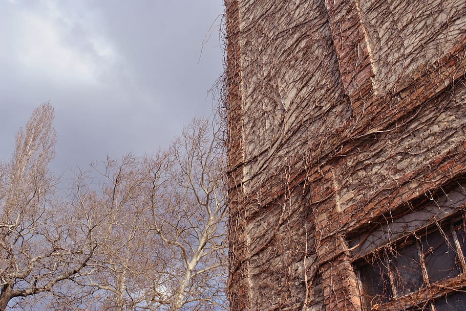 building, perspective, branches, tree, low angle view, nature HD wallpaper