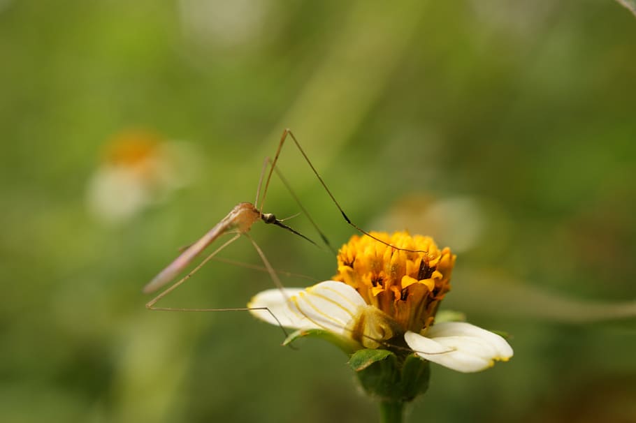 nature, in, the, field, india, colombia, flower, animal themes HD wallpaper