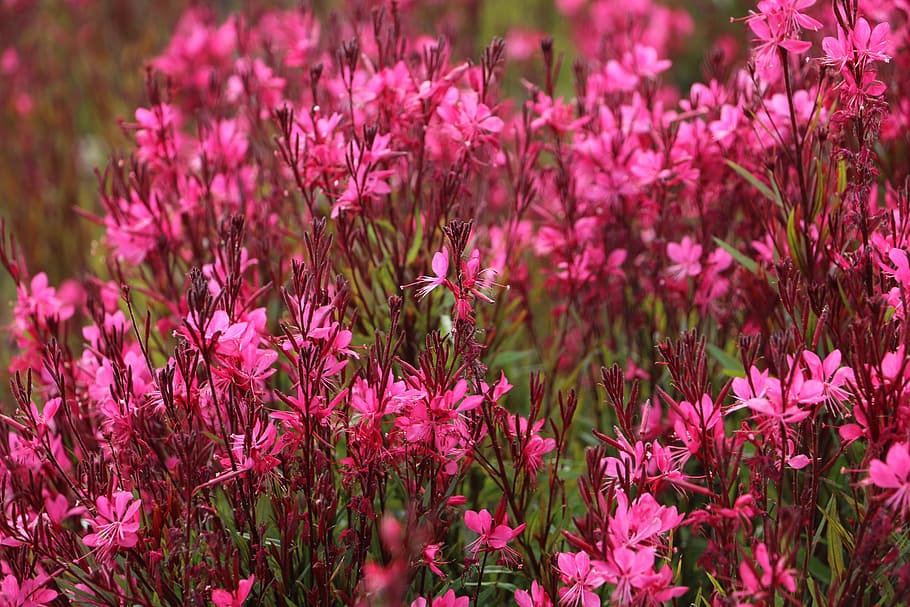 flowers, nature, pink, spring, summer, color, red, day, flowering plant HD wallpaper