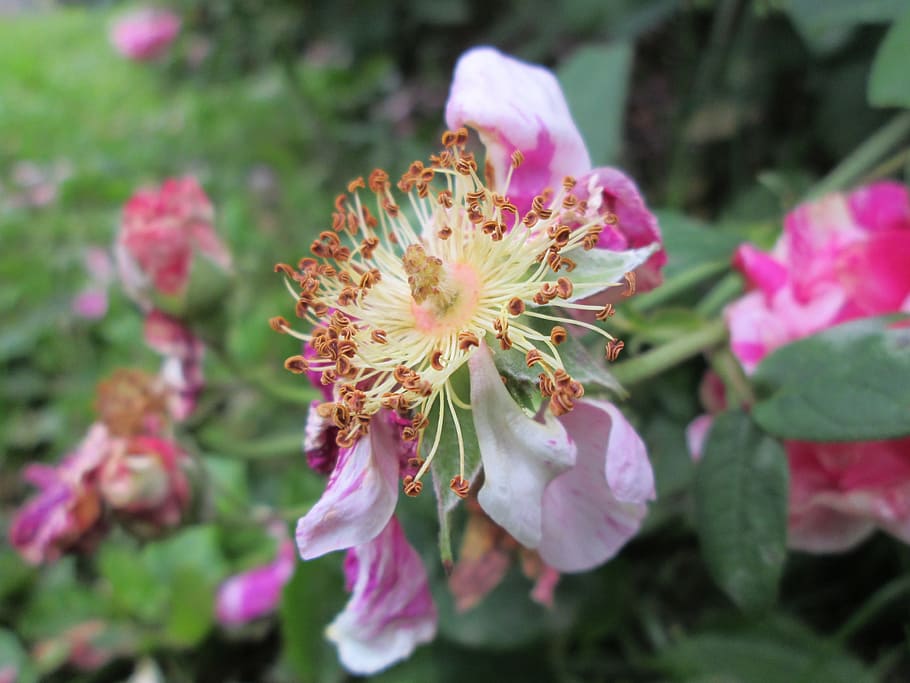 overblown, ros, beautiful, flower, plants, garden, summer, flowering plant HD wallpaper