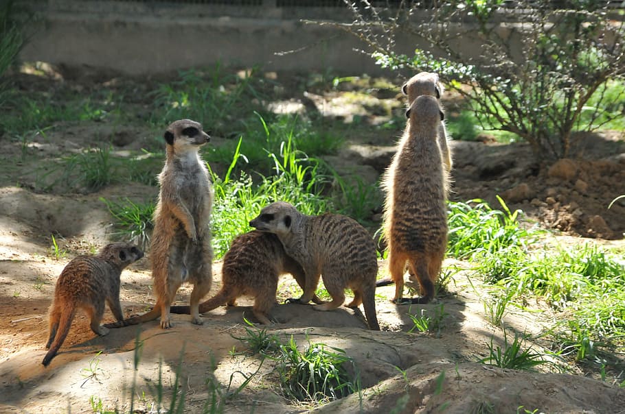 meerkat, animals, curious, animal themes, group of animals HD wallpaper