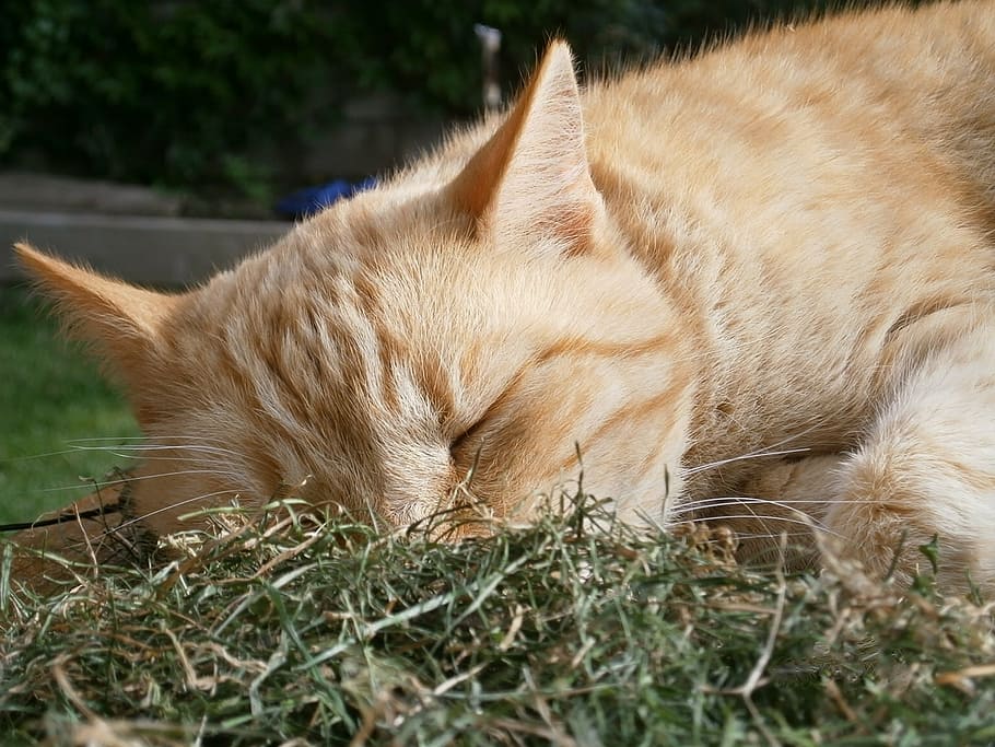 cat, dormant, sleep, hay, animal, pet, animal themes, mammal HD wallpaper