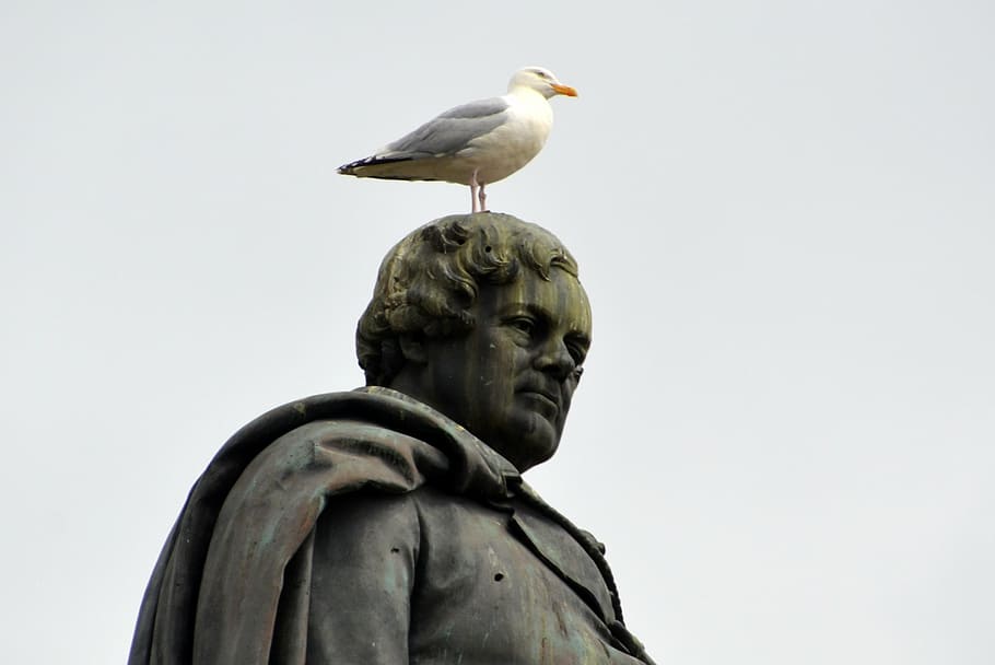 oconnel, dublin, ireland, statue, seagull, figure, city, sculpture HD wallpaper