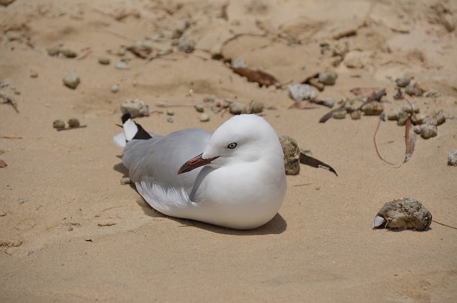 Seagull, Bird, Sand, Beach, Beach, Sand, Sand Beach, rest, sit HD wallpaper