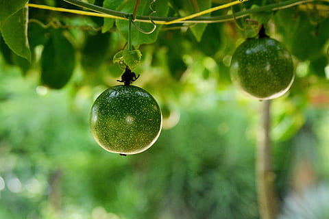 passion fruit, vegetable, food, tropical, plant, tropical fruit HD wallpaper