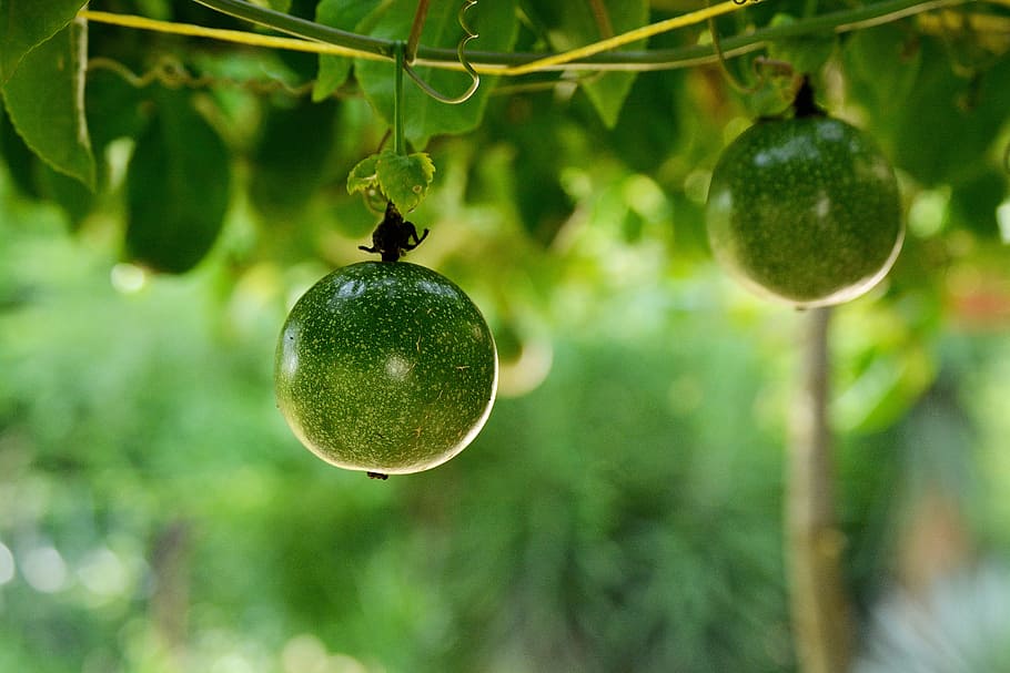 passion fruit, vegetable, food, tropical, plant, tropical fruit HD wallpaper