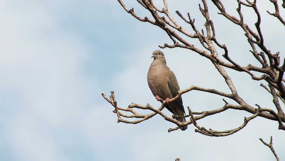 ave, tree, bird, sky, animal wildlife, animal themes, animals in the wild HD wallpaper