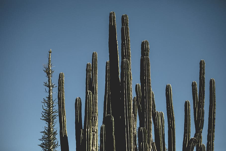 focus photo of green saguaro cactus, plamt, sky, blue, clear sky HD wallpaper