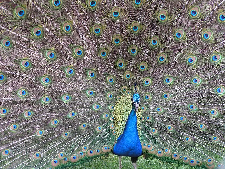 peacock, fan, tail, plumage, peafowl, pride, bird, animal, feather HD wallpaper