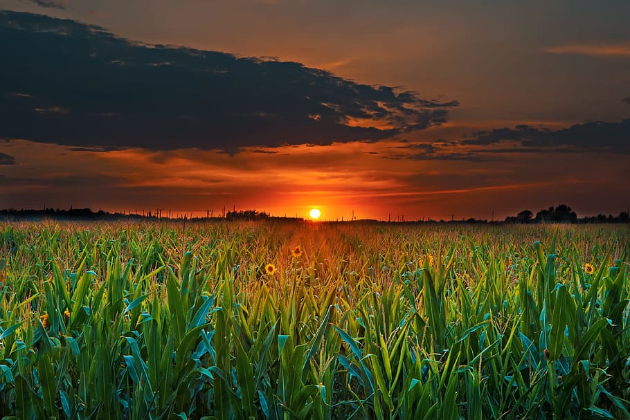 green leafed plant field during sunset, summer, nature, day s HD wallpaper