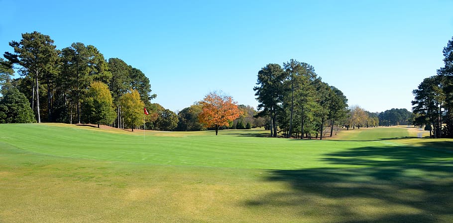 golf, grass, tee, nature, course, hole, tree, putt, landscape, HD wallpaper