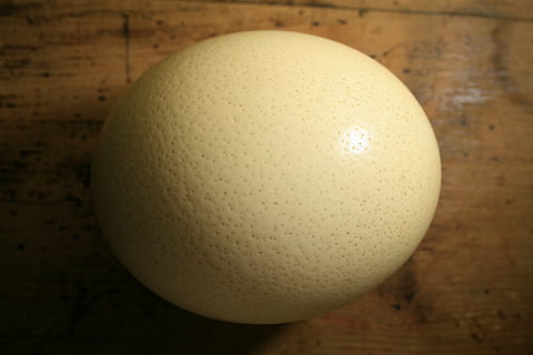 ostrich egg, shell, buff, dimpled, strong, food, indoors, food and drink HD wallpaper