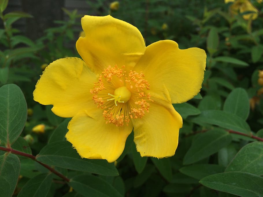 Hypercom, Flowers, Yellow, Leaf, was, green, yokosuka, japan HD wallpaper