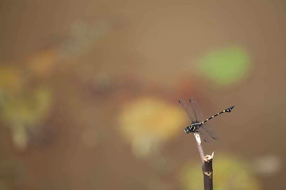 dragonfly, insect, macro, focus on foreground, animals in the wild HD wallpaper