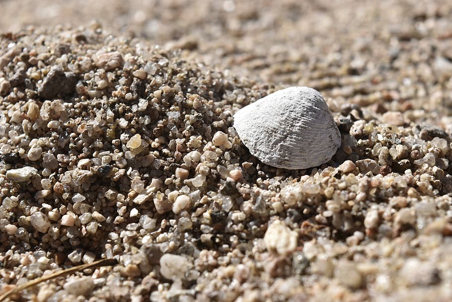 sand, stone, nature, animal wildlife, shell, animal themes HD wallpaper