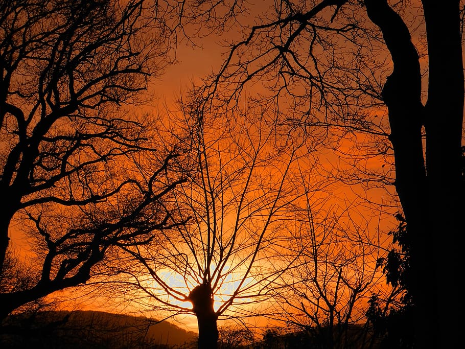 tree, dawn, nature, landscape, fall, sunset, silhouette, plant HD wallpaper